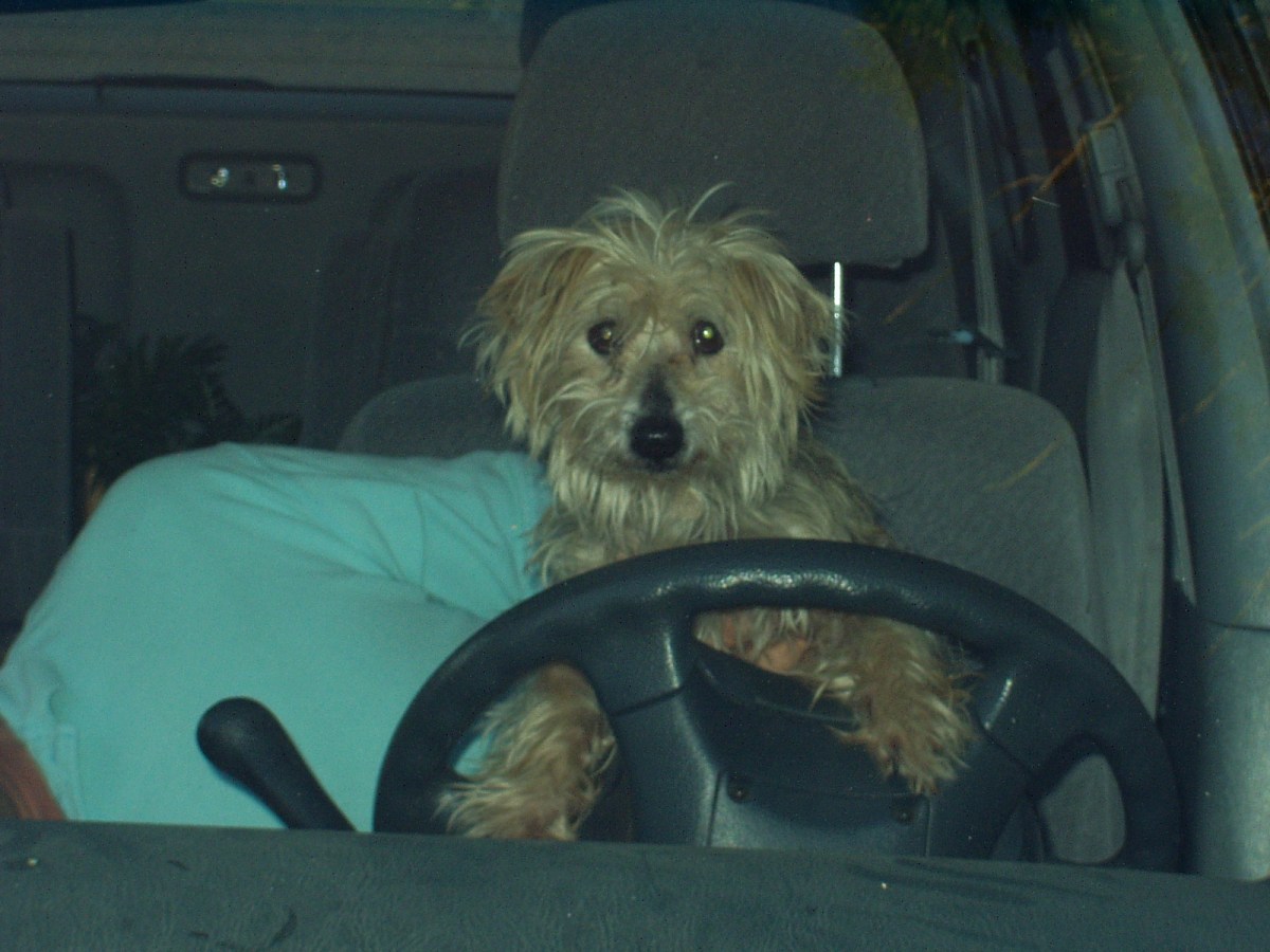 “Have You Seen This Dog?” — Thoughts on Getting&nbsp;Away